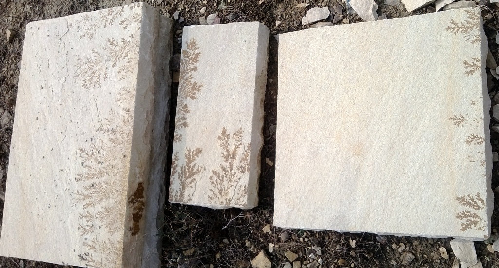 Mint fossil steps